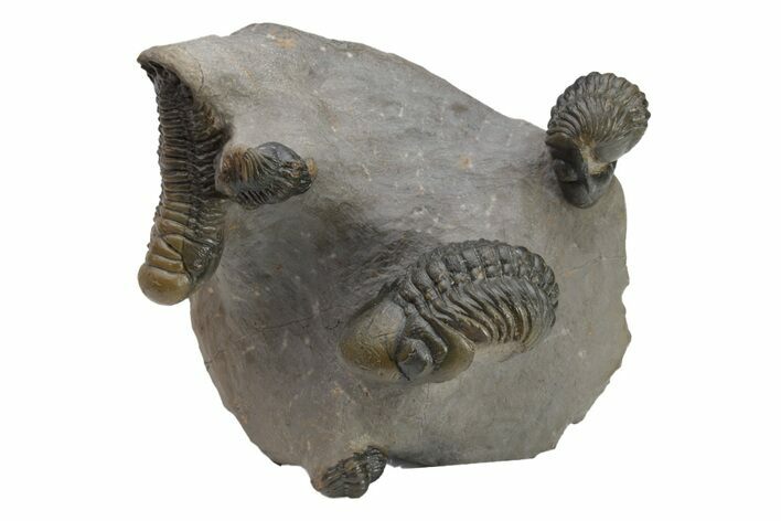 Cluster Of Reedops & Crotalocephalina Trilobites - Atchana, Morocco #226123